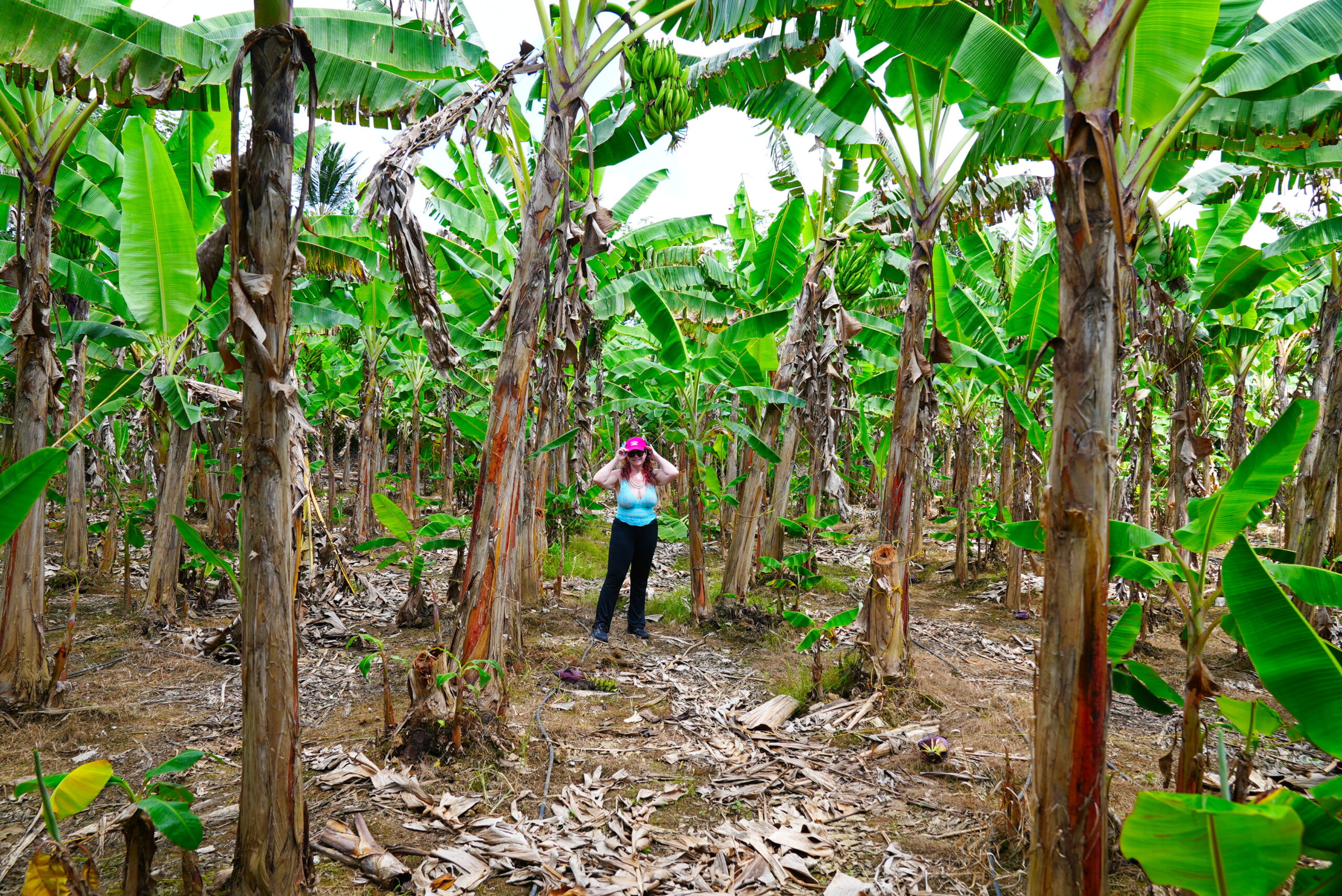 Alone in the jungle.