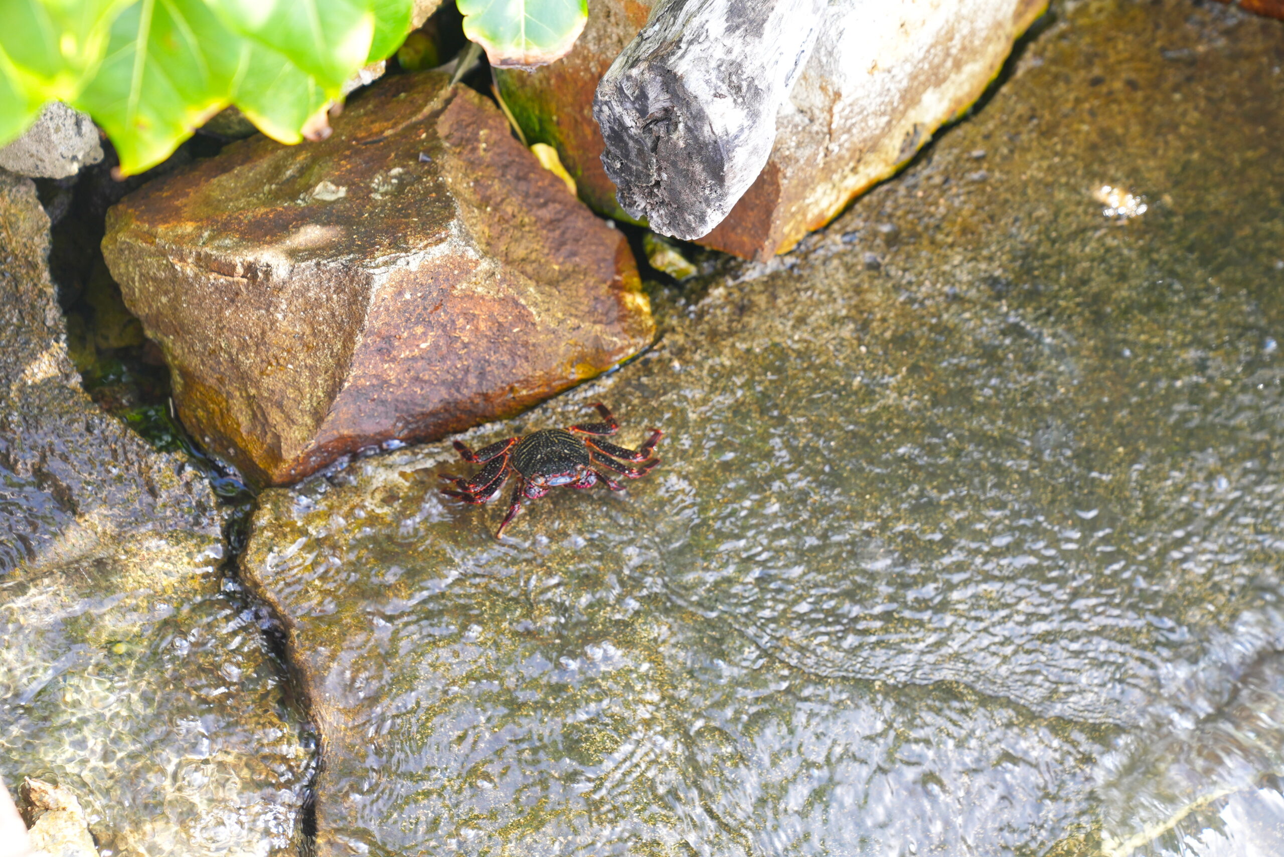 This guy is always crabby.