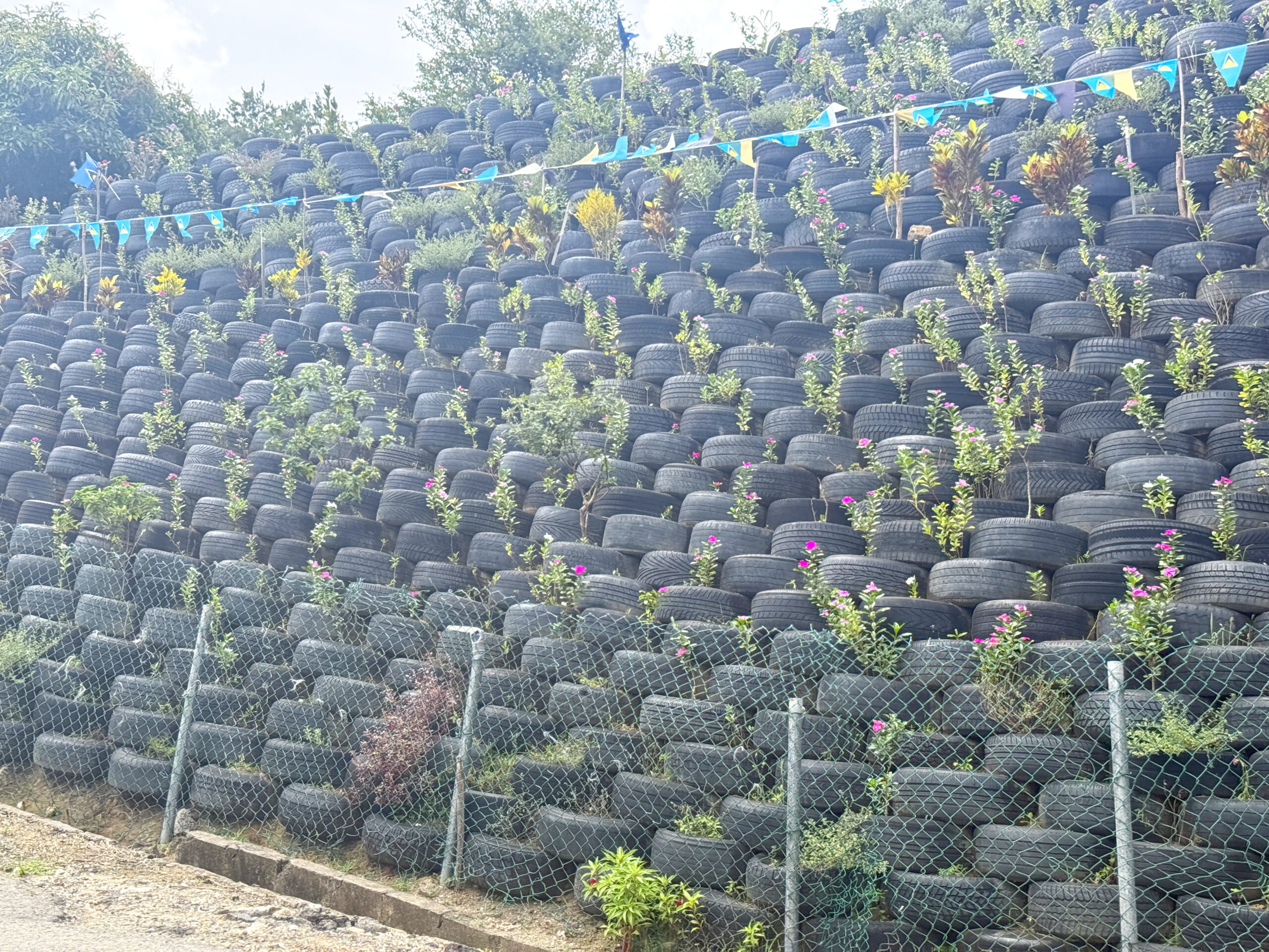 I guess these would be called "rubber plants".