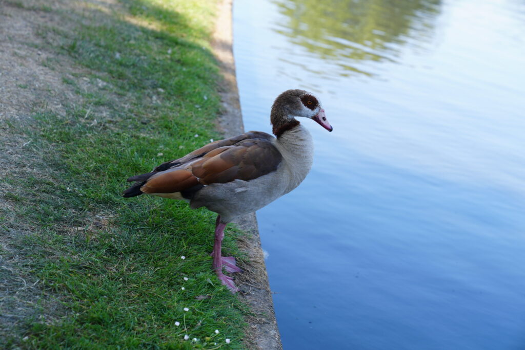 You quack me up.